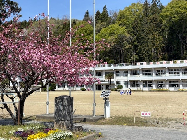 八重桜が満開です