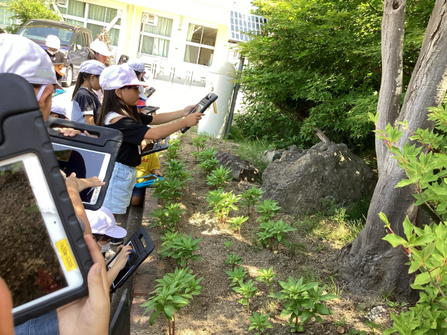 タブレットでホウセンカをパシャリ！