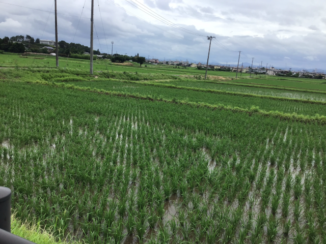 学校西側の田んぼ